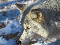 Arctic Wolf 035